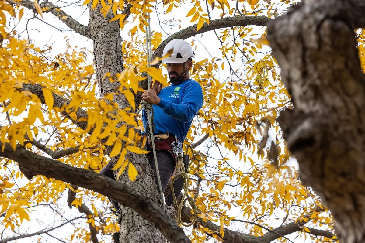 Skilled Tree Transplanting crew working in Tiverton